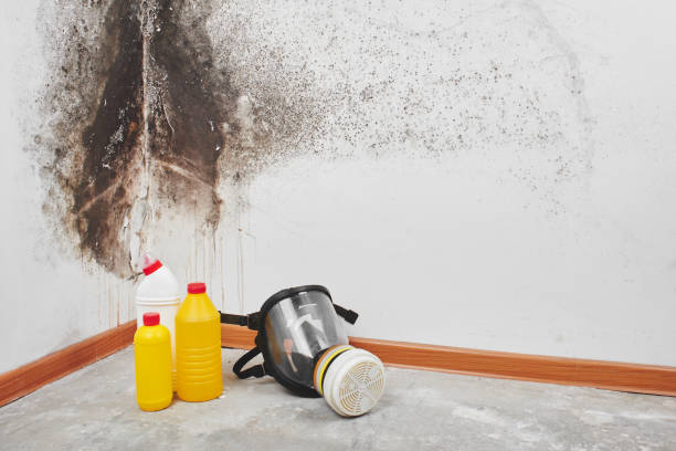 Best Fast Mold Removal  in Mount Prospect, IL