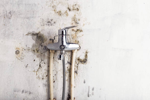 Best Certified Mold Removal  in Mount Prospect, IL