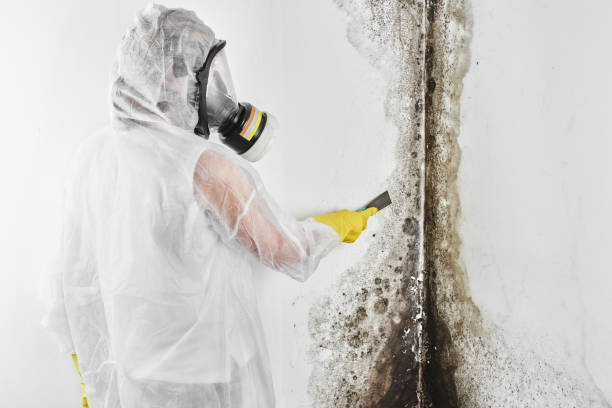 Best Toxic Mold Removal  in Mount Prospect, IL