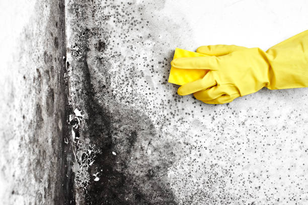 Best Black Mold Removal  in Mount Prospect, IL
