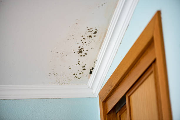 Best Emergency Mold Removal  in Mount Prospect, IL