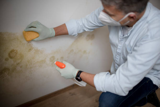 Best Emergency Mold Removal  in Mount Prospect, IL