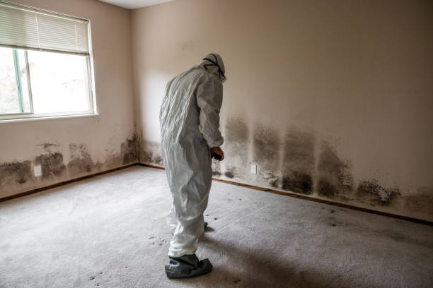 Best Best Mold Removal Companies  in Mount Prospect, IL