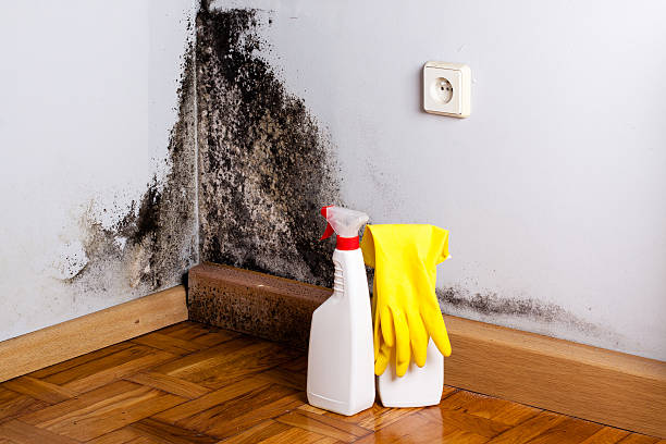 Best Mold Damage Repair  in Mount Prospect, IL