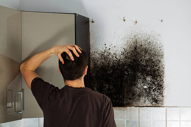 Best Professional Mold Removal  in Mount Prospect, IL