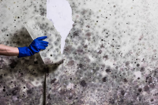 Best Commercial Mold Removal  in Mount Prospect, IL