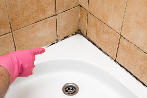 Best Mold Remediation  in Mount Prospect, IL