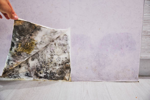 Best Mold Removal Specialists  in Mount Prospect, IL